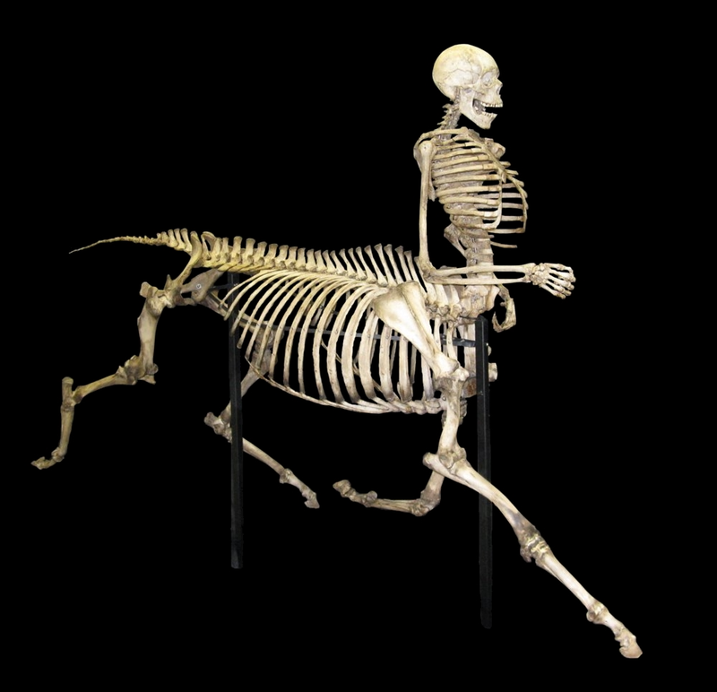 Centaur_skeleton[2]
