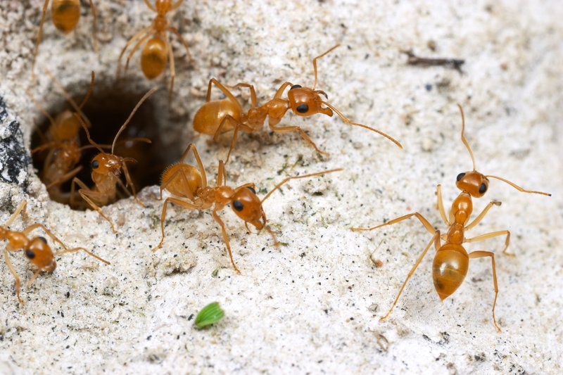 (3) Deserts The ability to construct nests helps ants survive in harsh desert ecosystems. Myrmecocystus Navajo honeypot ants stay in their nests during the hottest part of the day and venture forth to forage at night. Photo: Alex Wild