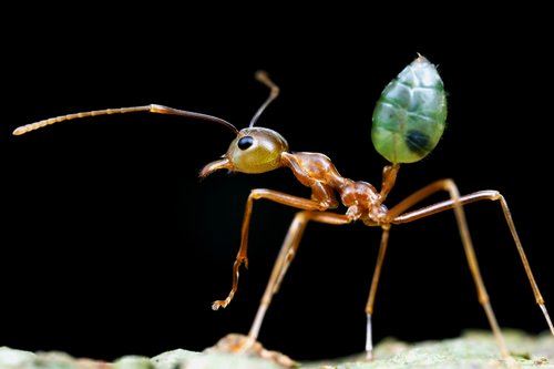 Right: A slender-legged green tree ant major worker (Oecophylla smaragdina) raises its sting.