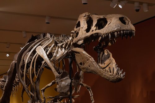 Six Extinctions T-Rex Closeup