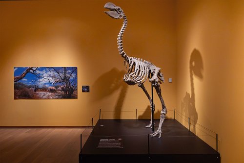Six Extinctions Dromornis bird