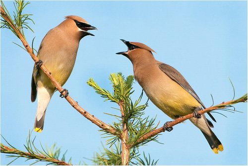 Birding at the Bruce Nov 25