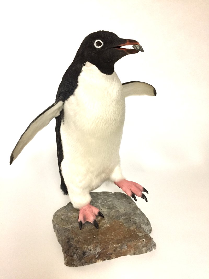 Adelie Penguin