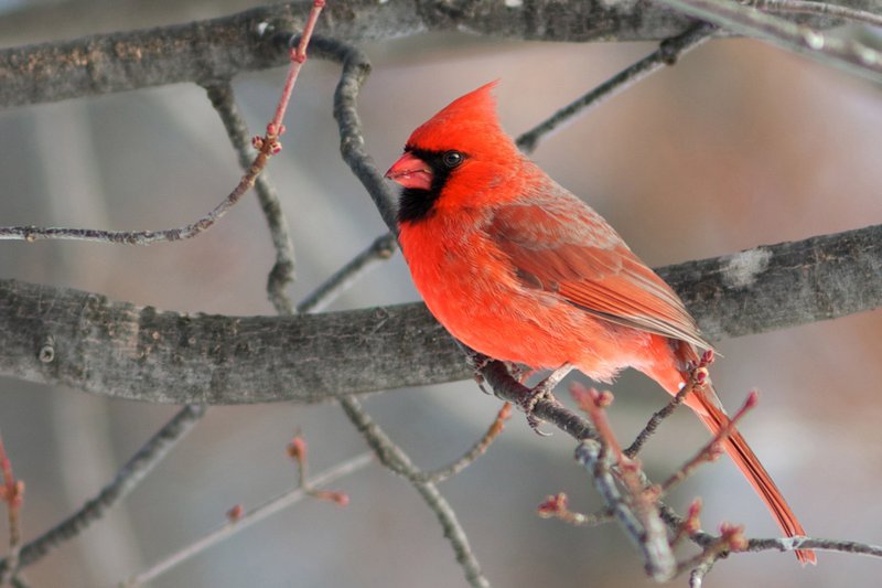 Audubon 2015, Northern-Cardinal, 274802, Photo by Garrett Gormley