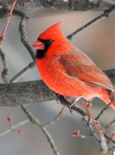 Audubon 2015, Northern-Cardinal, 274802, Photo by Garrett Gormley