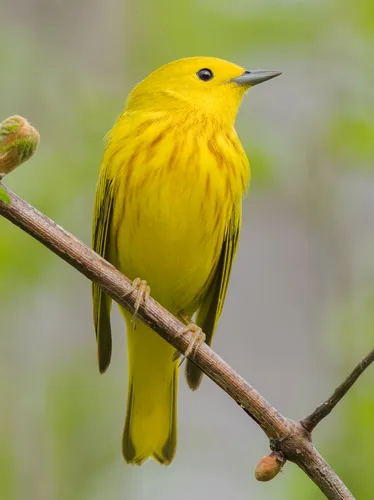 Yellow Warbler, photo by Alejandra Lewandowski