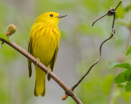 Aud_APA-2017_Yellow-Warbler_A1_4202-4_Photo-Alejandra-Lewandowski.jpg