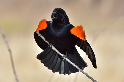 Aud_APA-2021_Red-winged-Blackbird_A1_12687-9_TS_Photo-Travis-Bonovsky.jpg