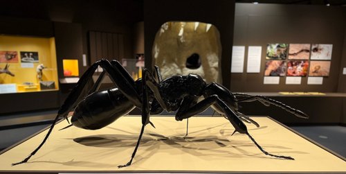 Big Ant in Ant Exhibition