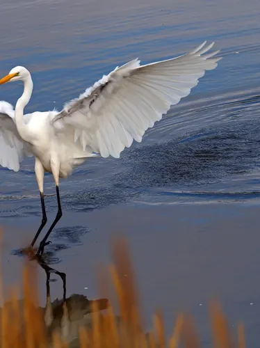 Greenwich Audubon-Great Egret. Photo: Tim Moore / Audubon Photography Awards