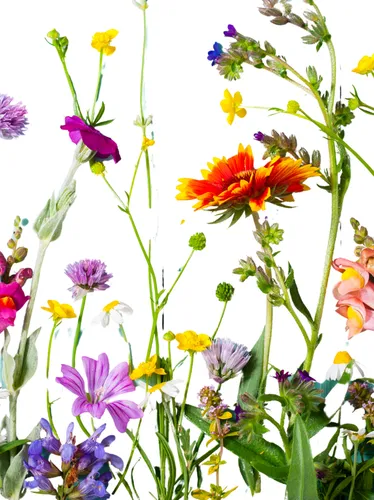 Bruce Beginnings: May Flowers