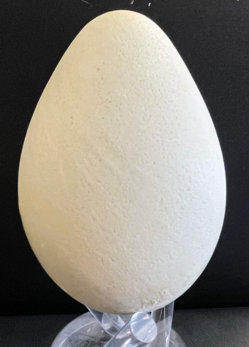 Emperor Penguin Egg