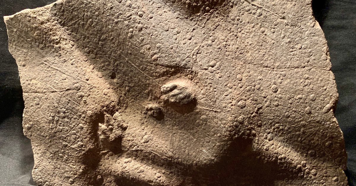 Fossil Trackway of Batrachopus The Bruce Museum