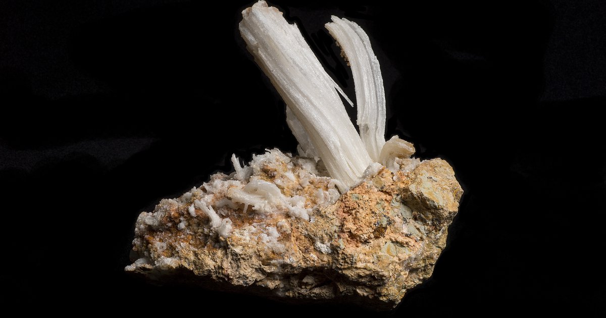 Gypsum “Ram’s Horn” The Bruce Museum