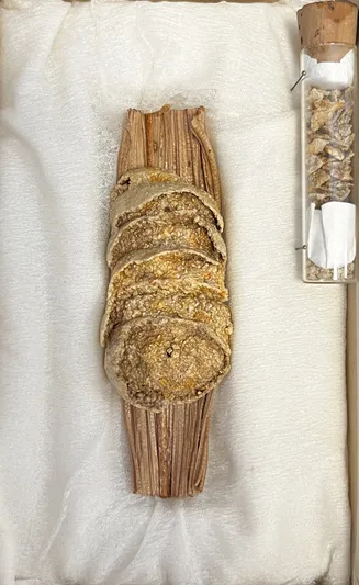 Nest of the Wasp, Trigonopsis howesi