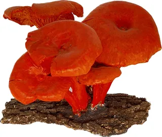Paul G. Howes (American, 1892–1984) Mushroom (unknown species) Model 6 x 6 x 7 in.