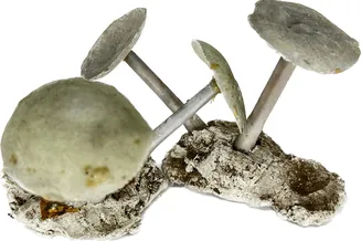 Paul G. Howes (American, 1892–1984) Mushroom (unknown species