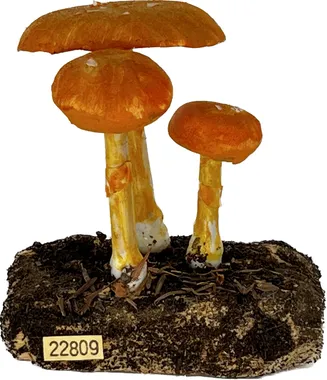 Paul G. Howes (American, 1892–1984) Mushroom (Amanita flavoconia) Model