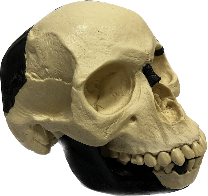 Skull of Piltdown Man
