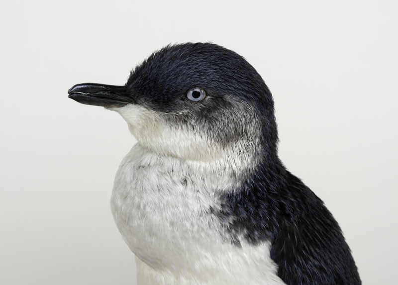 Little Blue Penguin (Otago Museum)