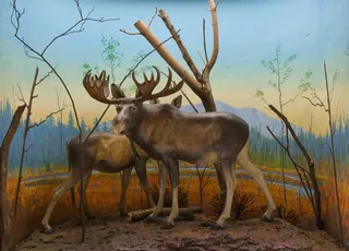 Paul G. Howes (American, 1892–1984), American moose miniature diorama