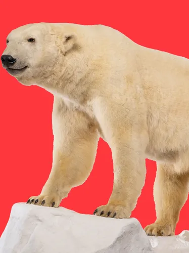 Science Solvers: Polar Bears, Youth and Family program