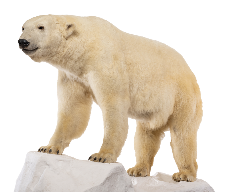 POLAR BEAR URSUS MARITIMUS BRUCE MUSEUM COLLECTION 2019.15.01