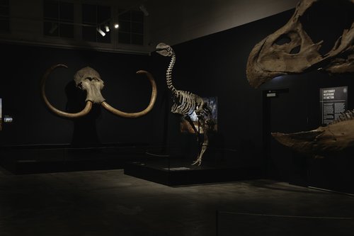 Gallery photo of Six Extinctions exhibition
