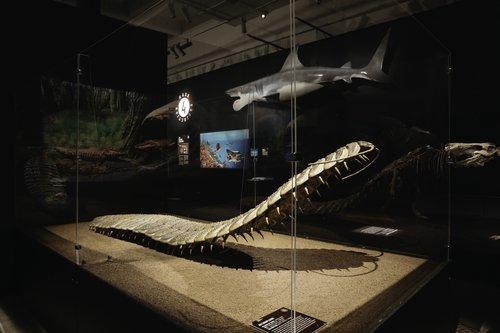 Photo from Six Extinctions exhibition of a large, prehistoric caterpillar skeleton