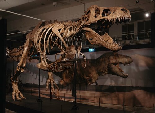 Photo of T Rex skeleton for Six Extinctions exhibition
