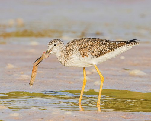 Greater Yellowlegs