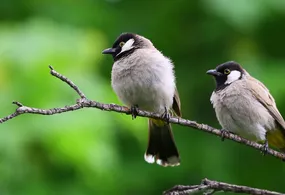 bird walk