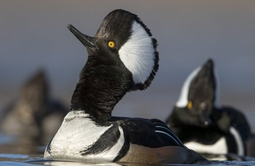 Birding at the Bruce Dec 25