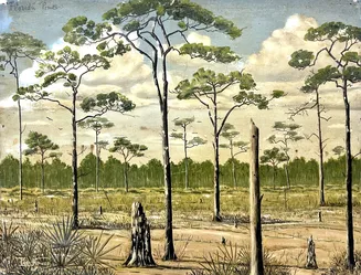 Paul G. Howes (American, 1892–1984) Saw Palmetto & Pine Association at Naples, Florida