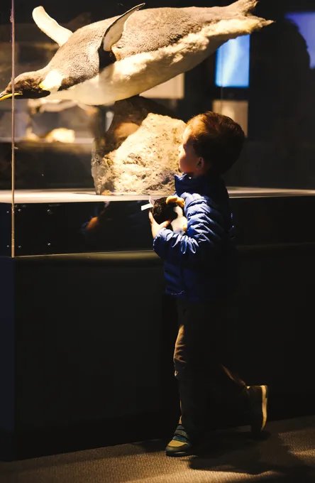 Boy in penguin exhibit