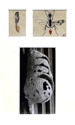 Paul G. Howes (American, 1892–1984) Triginopsis howesi (abdominalis)