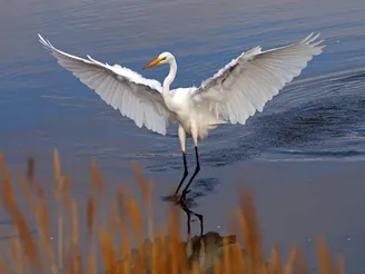 Greenwich Audubon-Great Egret. Photo: Tim Moore / Audubon Photography Awards